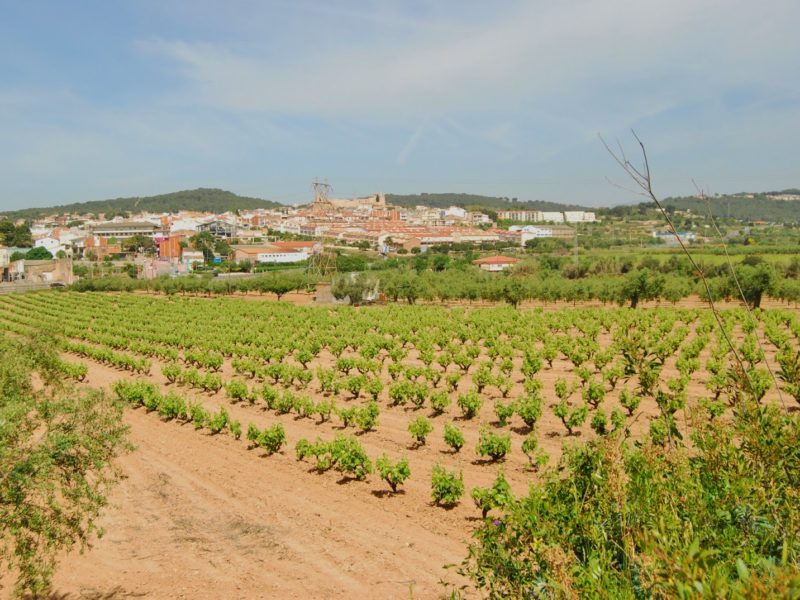 Geven, Grup Ecologista del Vendrell i Baix Penedès, medi ambient, ecologistes, ecologisme, les madrigueres, corriol camanegre, natura, medi ambient, animals, platja, espais naturals, baix penedès