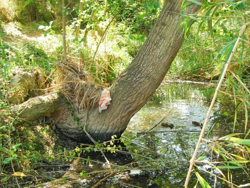 Geven, Grup Ecologista del Vendrell i Baix Penedès, medi ambient, ecologistes, ecologisme, les madrigueres, corriol camanegre, natura, medi ambient, animals, platja, espais naturals, baix penedès