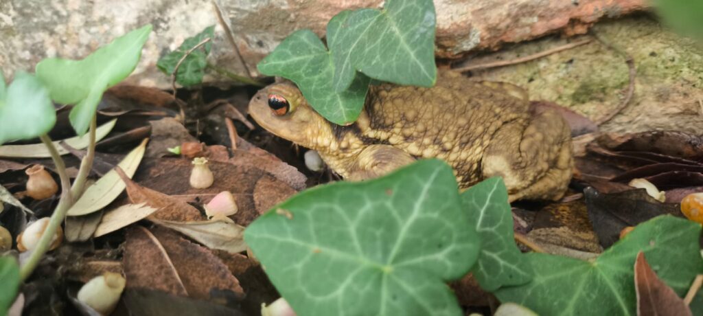 Gripau comú ibèric (Bufo spinosus)